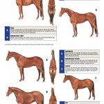 Equine Body Condition Score Poster